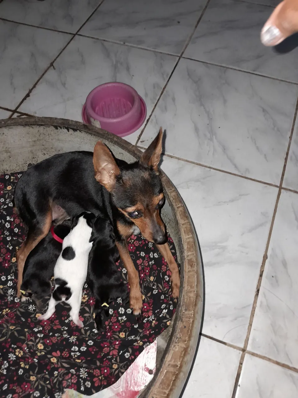 Filhotes de Pinscher 2 machos 300 reais cada 1 femia 350 reais n. 1