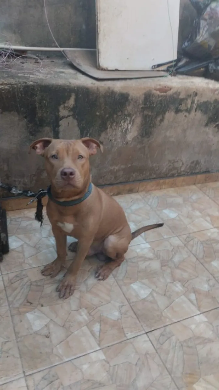 Pitbull filhote para vender