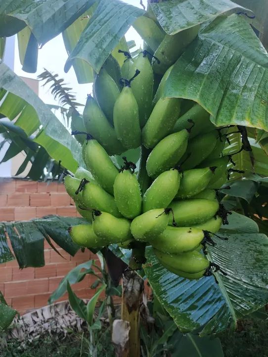 Produtos orgânicos.