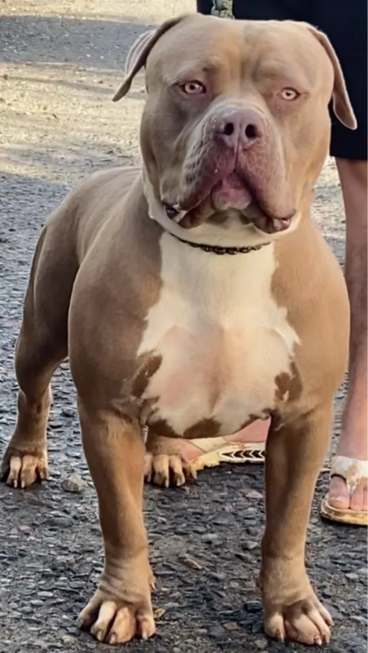 Pit monster Macho Incrível