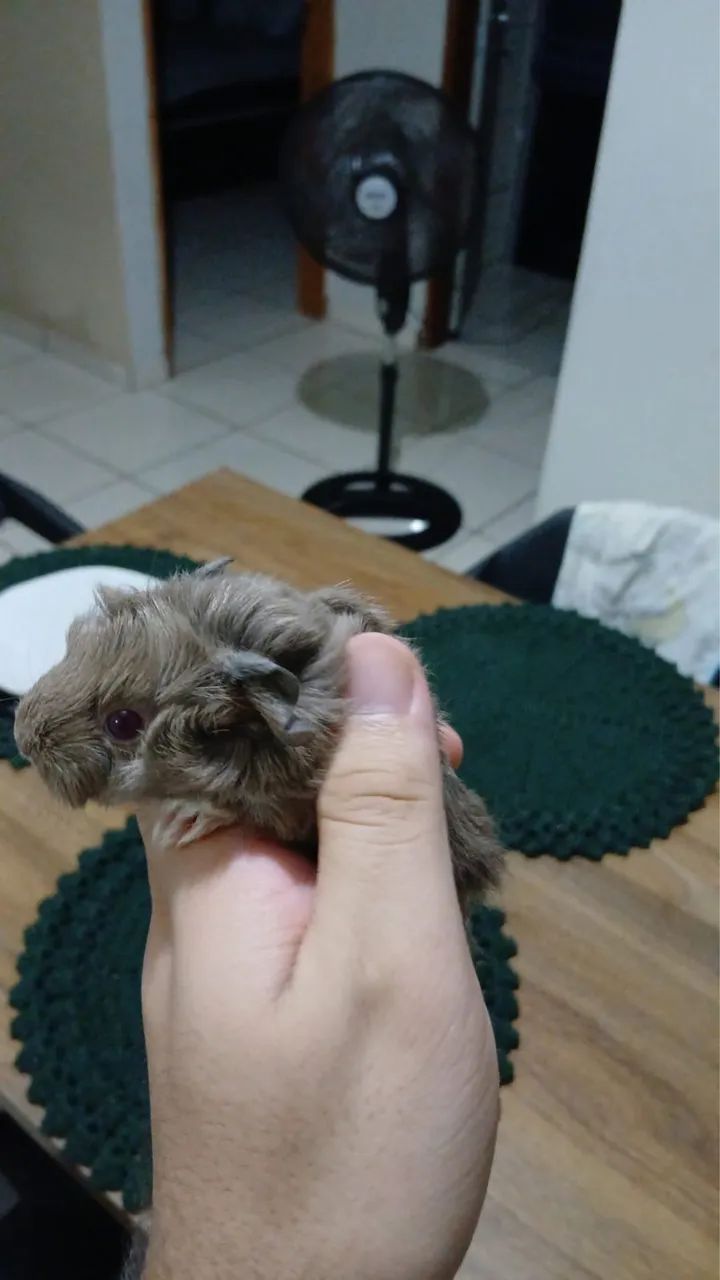 Porquinho da Índia  - Foto 2