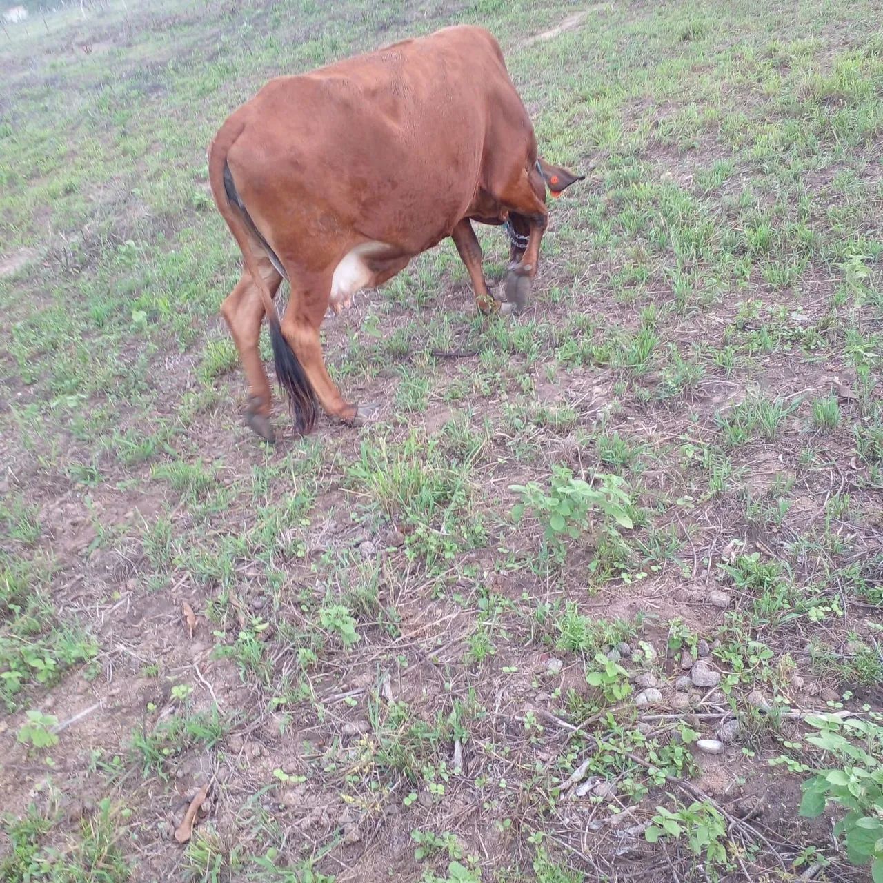 Vendo linda vaquinha gesse com girolando... - Foto 4