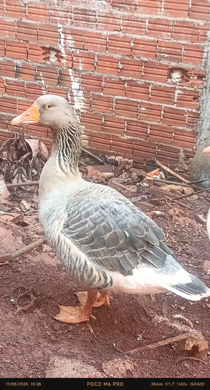 Vendo lote