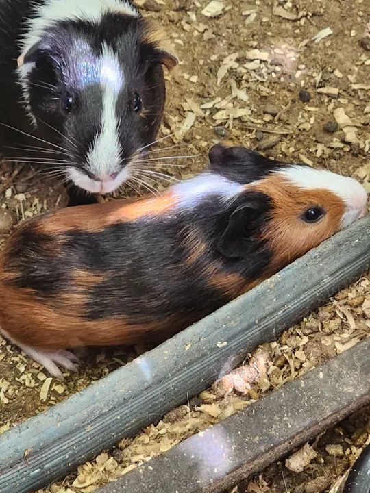 Vendo dois porquinhos da índia fofinhos