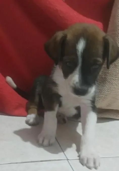 Filhote de cachorro disponível para adoção