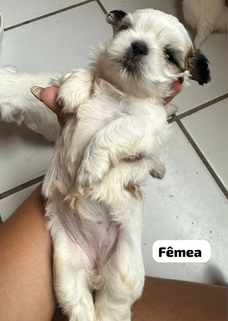 Filhote Shih Tzu Fêmea