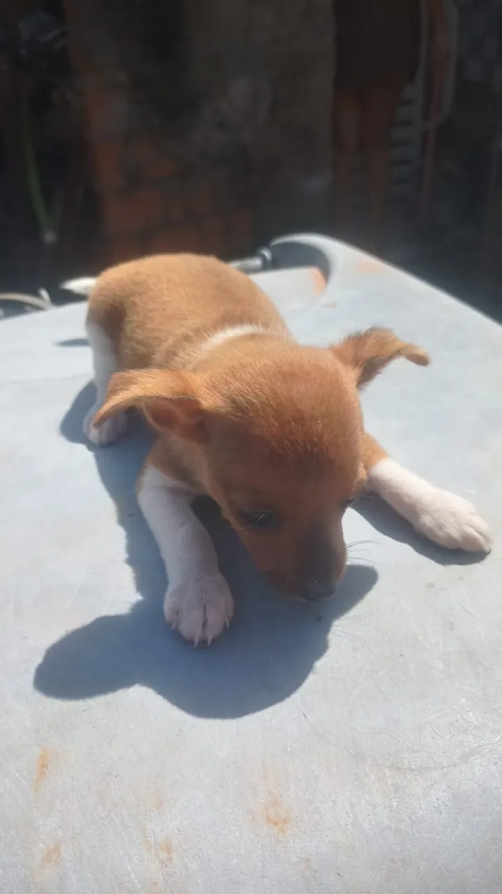 Vende-se por 500 Reais ,Um cãozinho Macho da Raça Pinscher Tipo I, com um mês e 17 dias