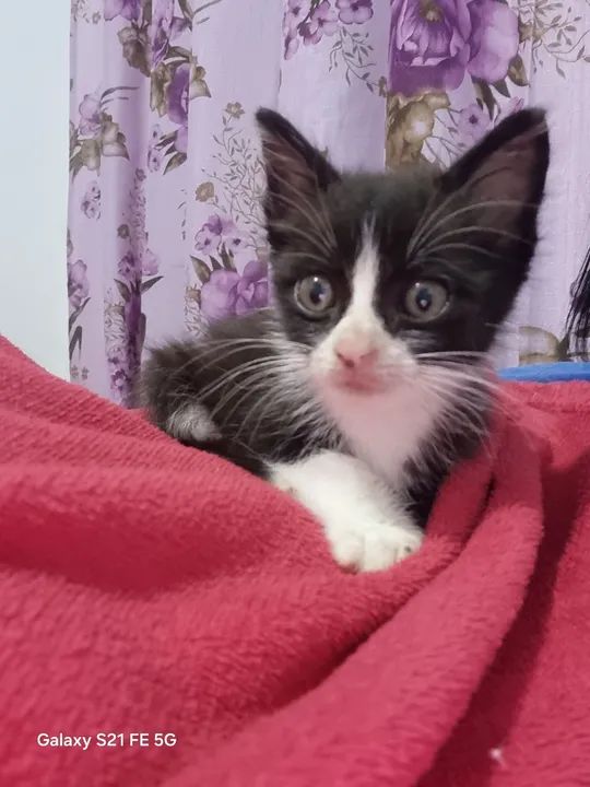 Gatinho preto e branco pra doação responsável - Foto 3