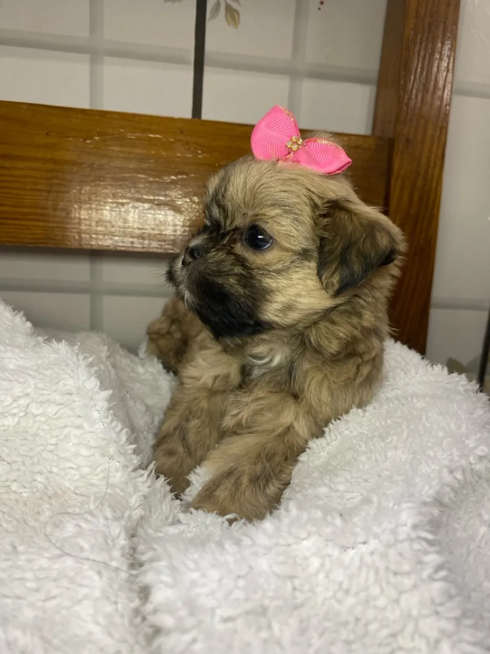 Filhote Shih Tzu fêmea Promopet
