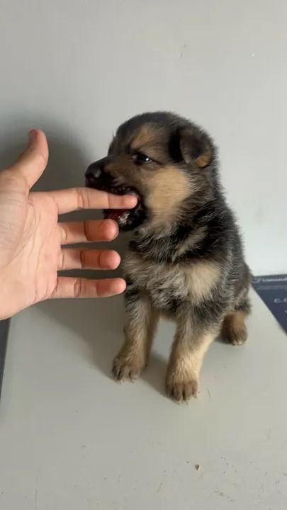 Filhote de Pastor Alemão - Foto 2