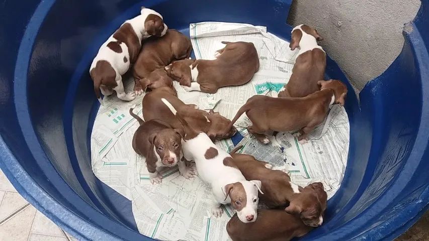 Pit Monster - Estou indo embora do País, vai ficar só o casal maior