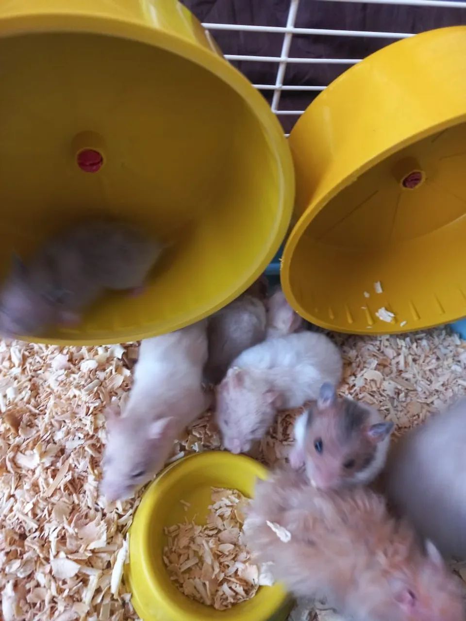 Filhotes de hamster  - Foto 2