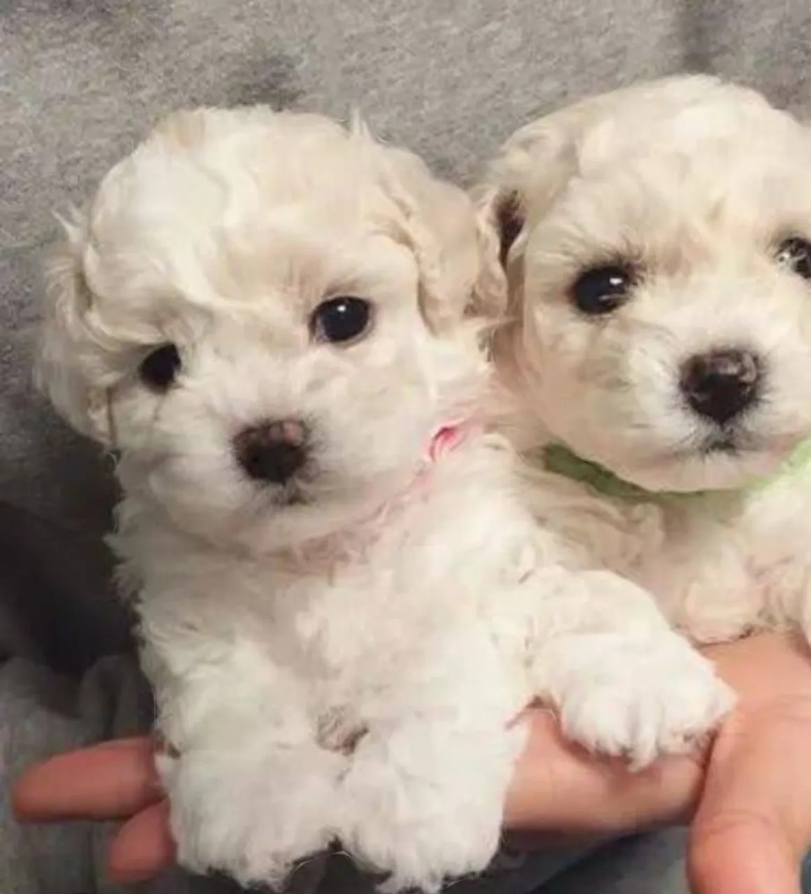 Lindos filhotes de poodle micro toy purissimos