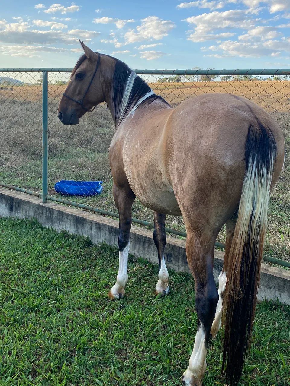 Cavalo manga larga marcha batida  - Foto 2