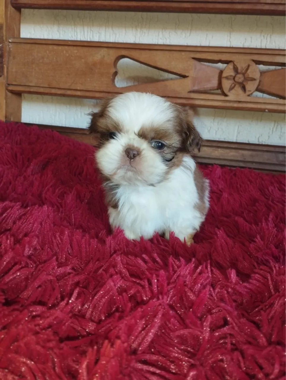 Shihtzu