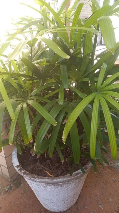 Por motivo de mudança estou vendendo mais de 20 jarros e todas as plantas  - Foto 6