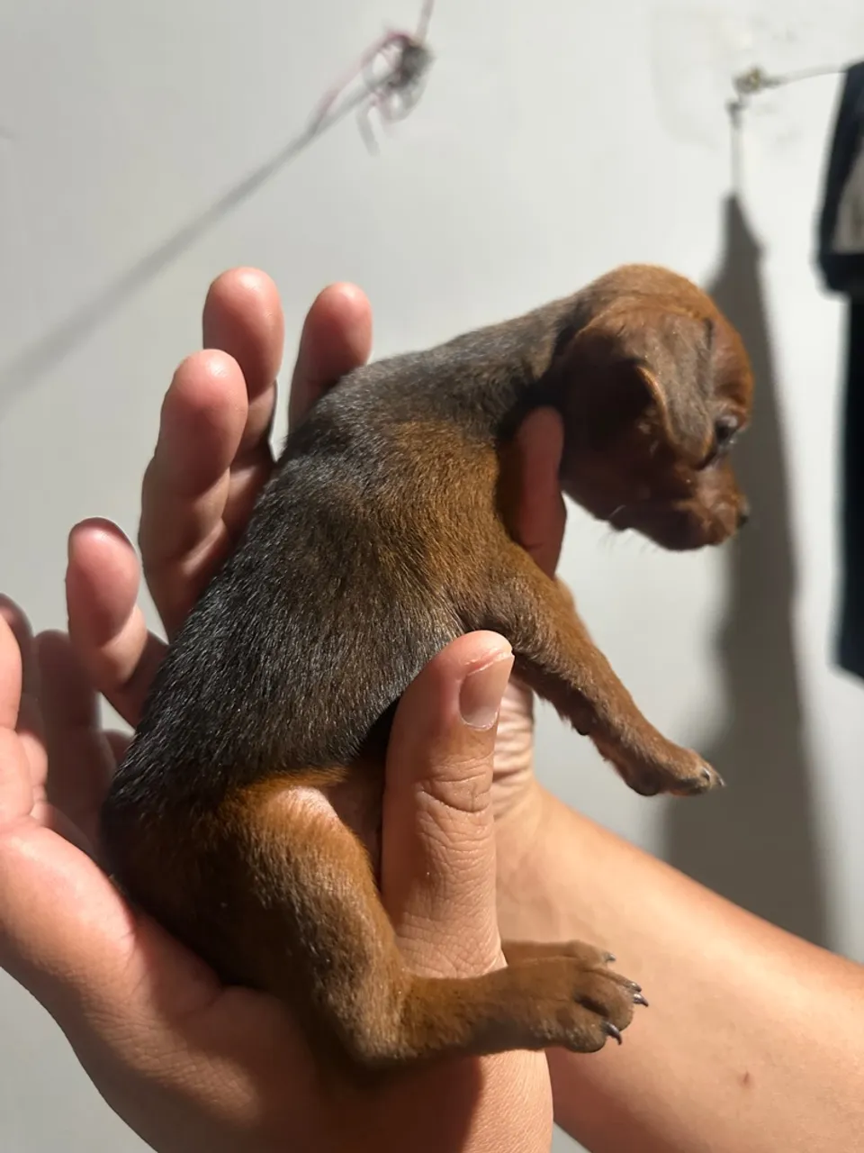 Pinscher número 1 3 machos e 3 fêmeas