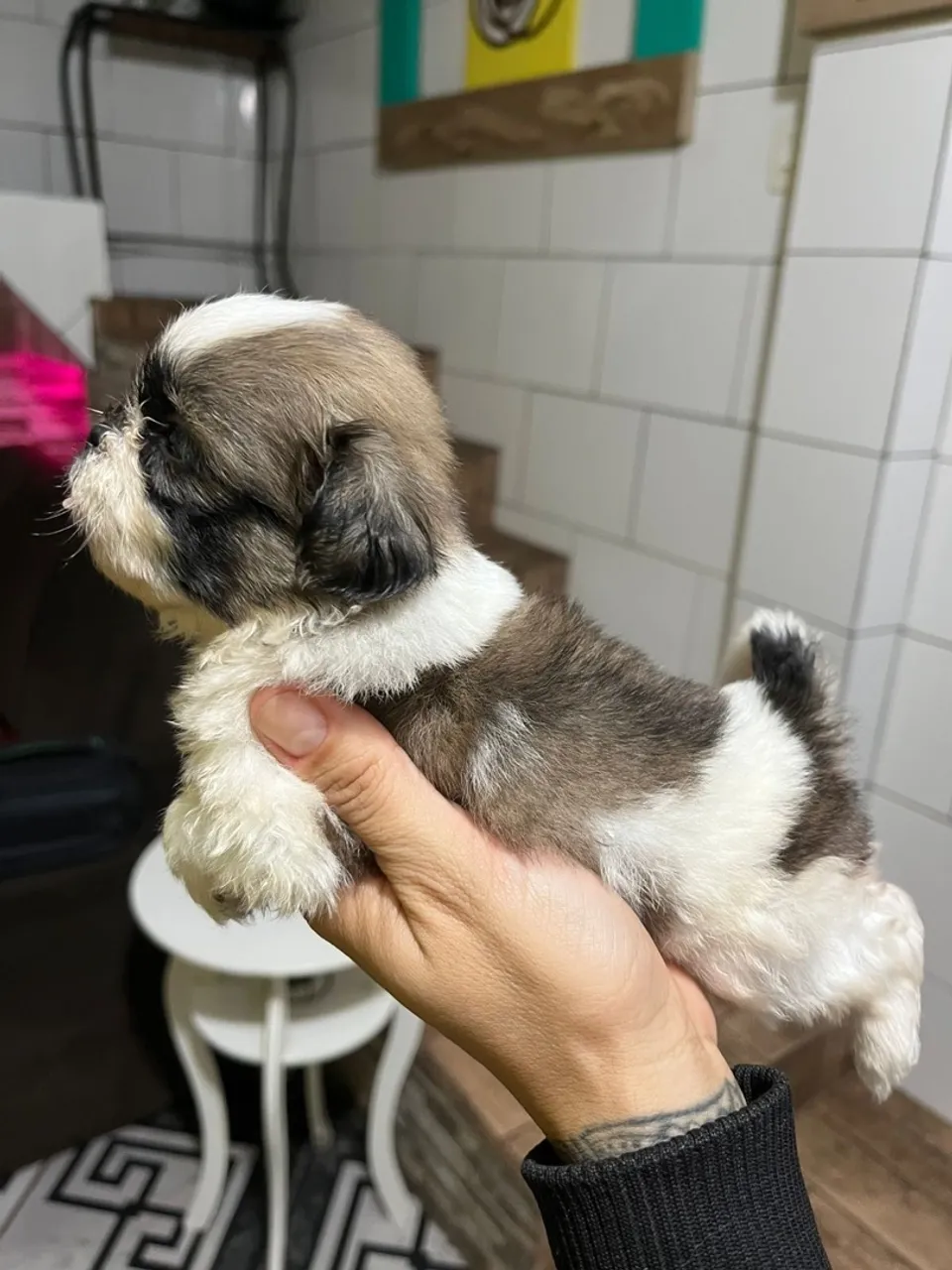 Filhote Shih Tzu Macho - Pelúcia de Patas!