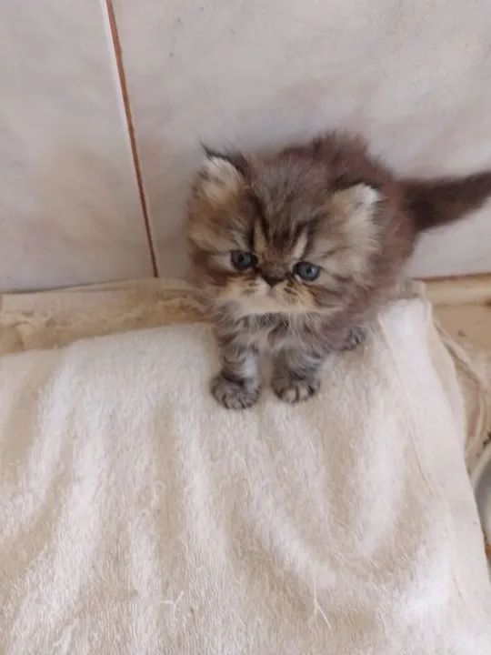 Vendo linda gatinha persa fêmea  - Foto 3