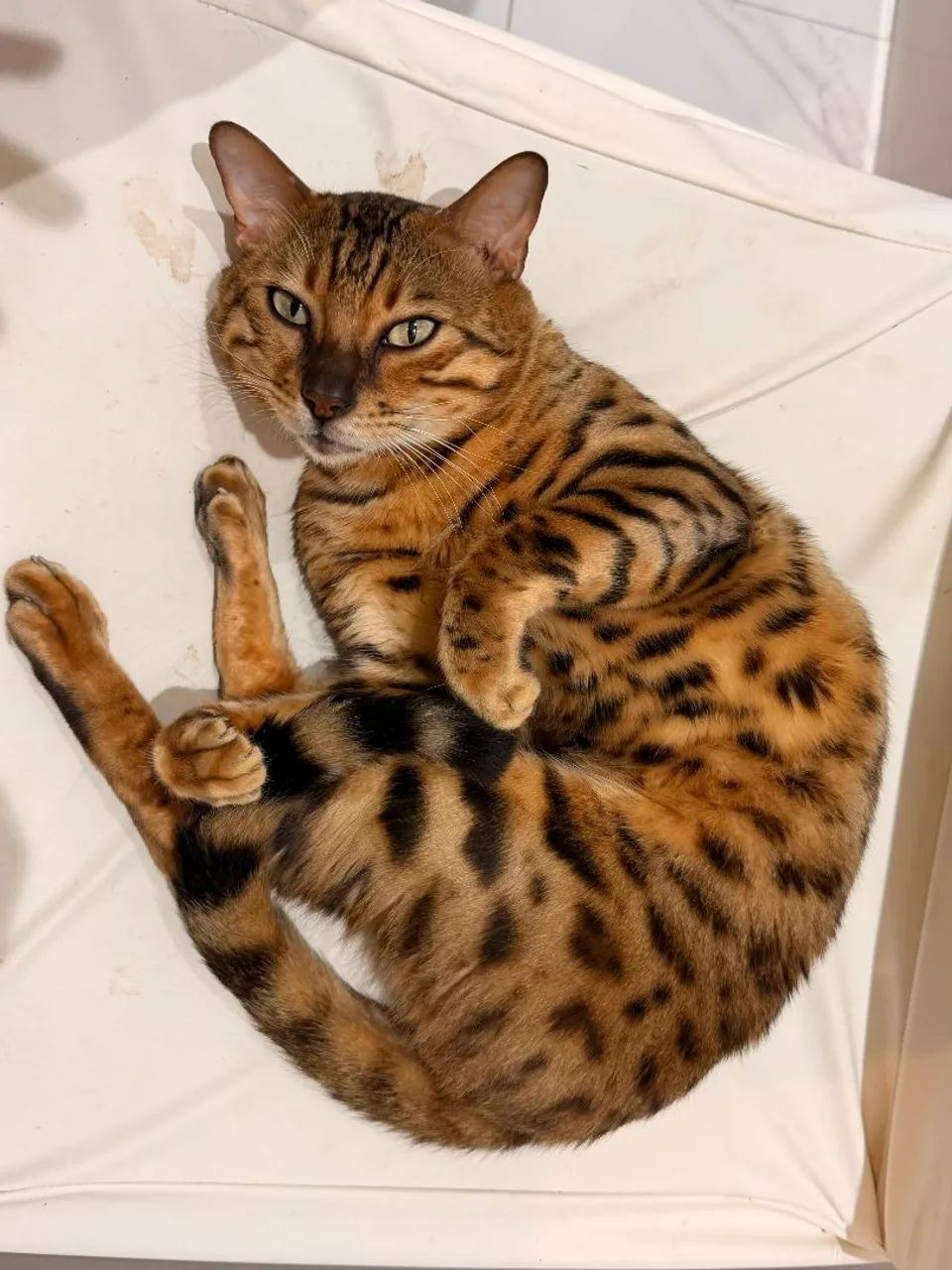Gato Bengal. * Zap - Foto 2