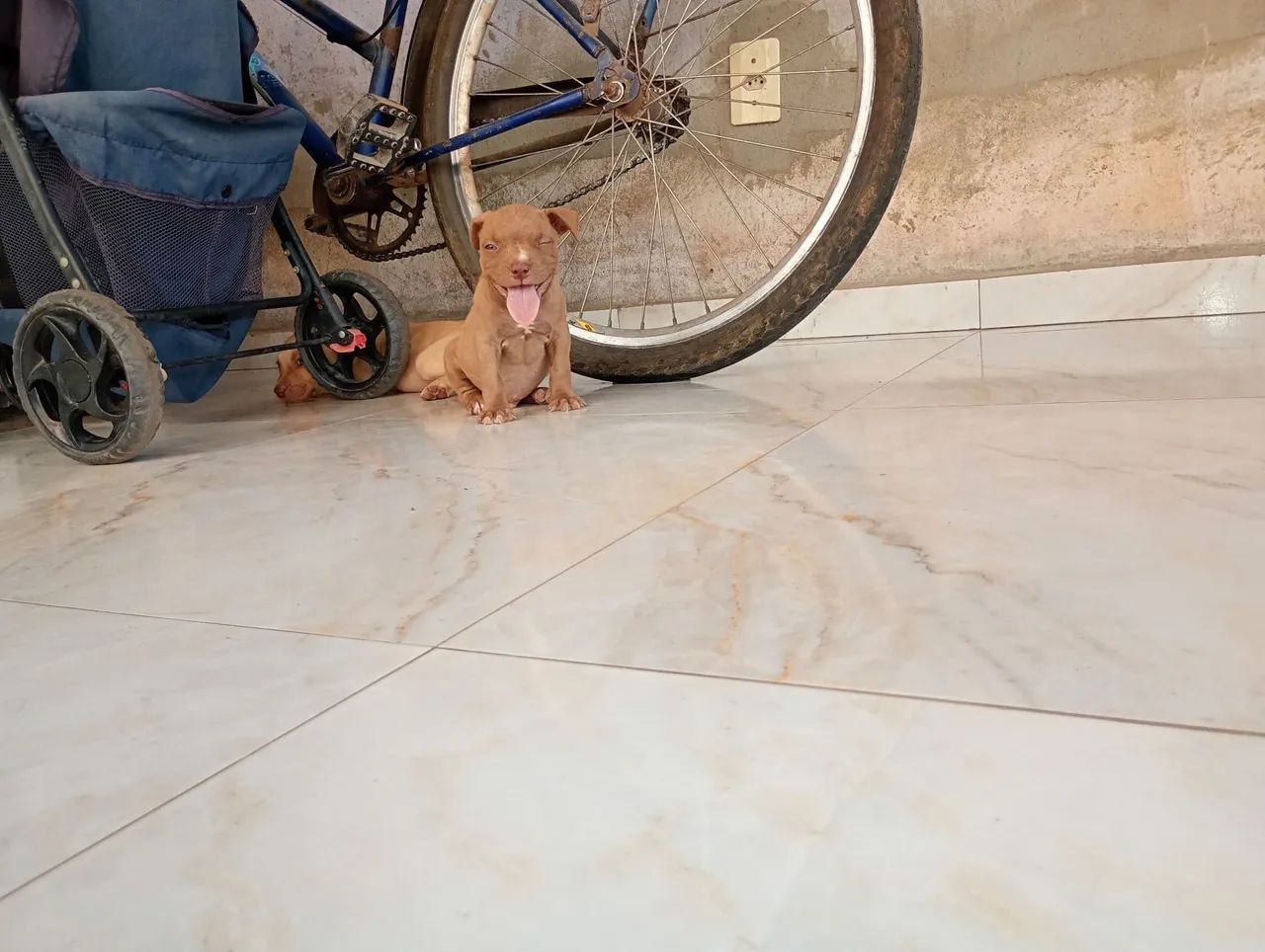 Vende-se Pitbull  - Foto 2