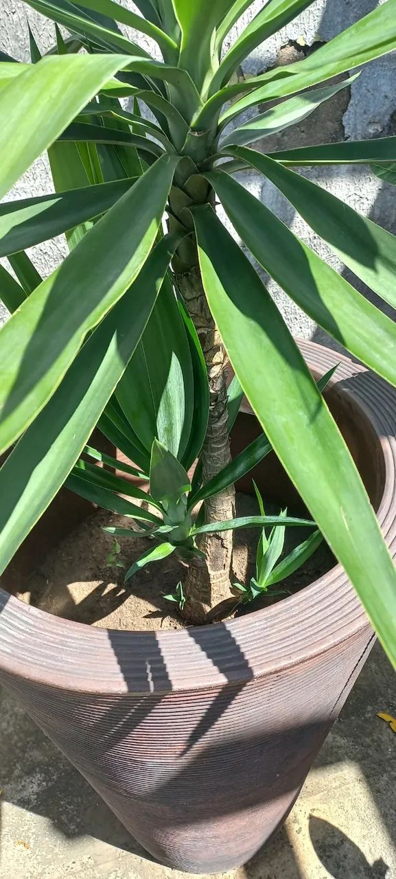 Planta com Vaso