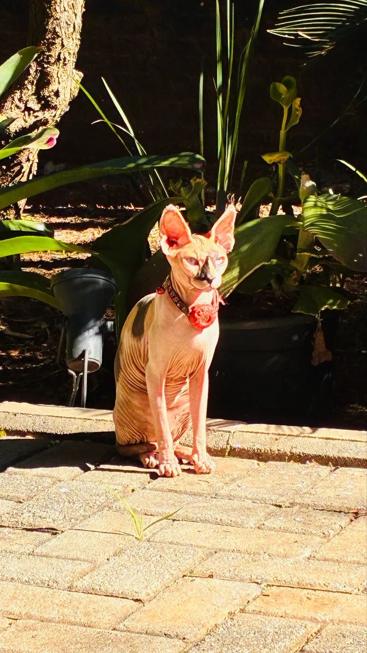 Sphynx fêmea 