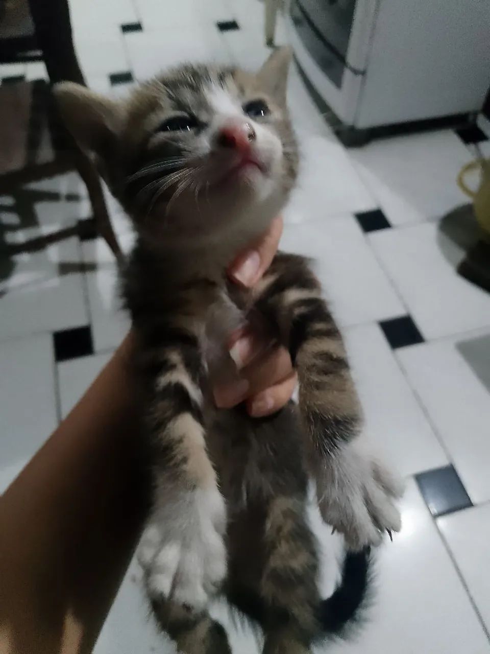 Gatinhos filhotes para adoção 