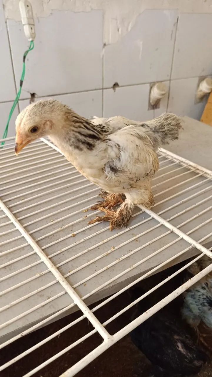 Pintos Brahma e Wyandotte