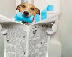 JORNAL PARA PETs - Foto 3