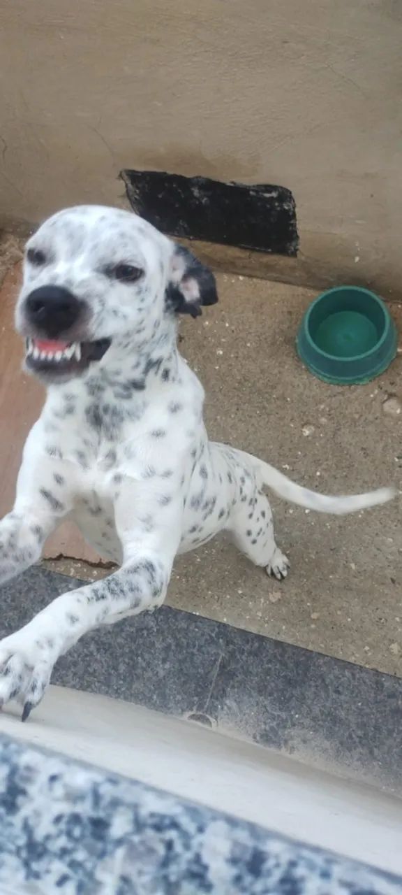 Cachorra  - Foto 3