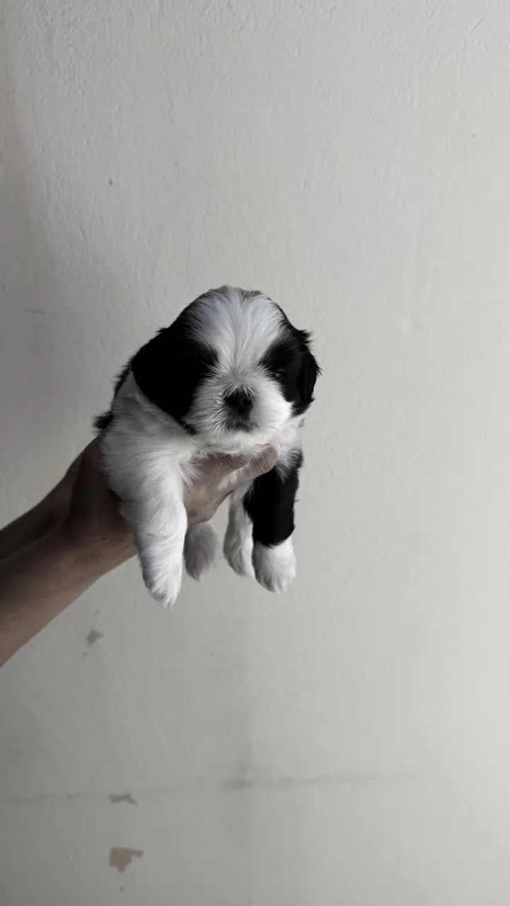 Shih Tzu - Foto 3