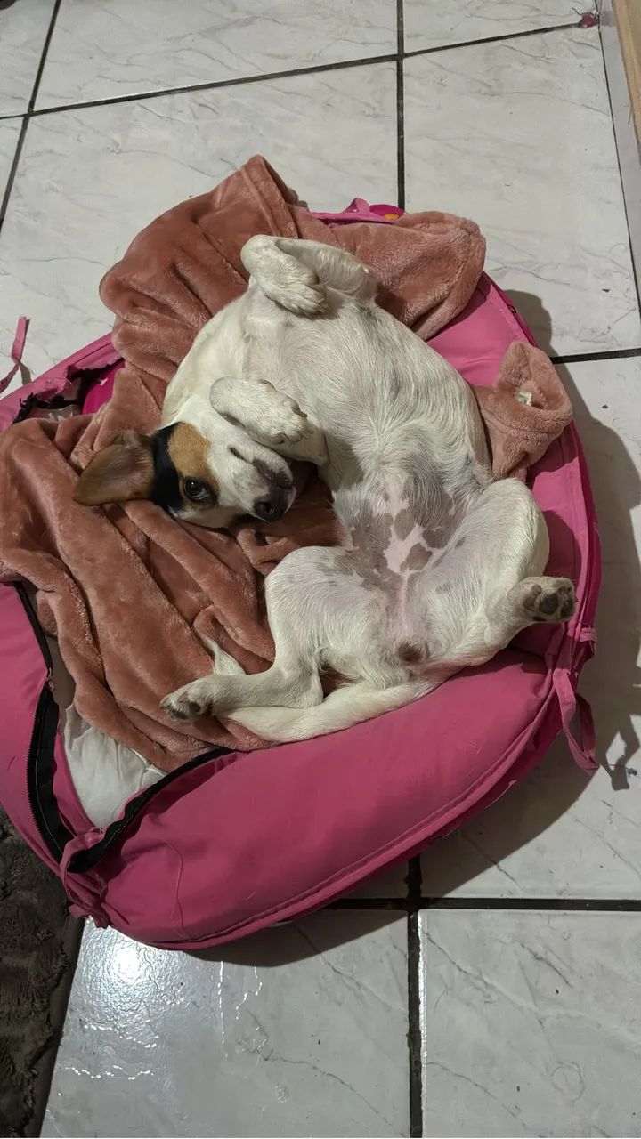 Vendo cão - Foto 4
