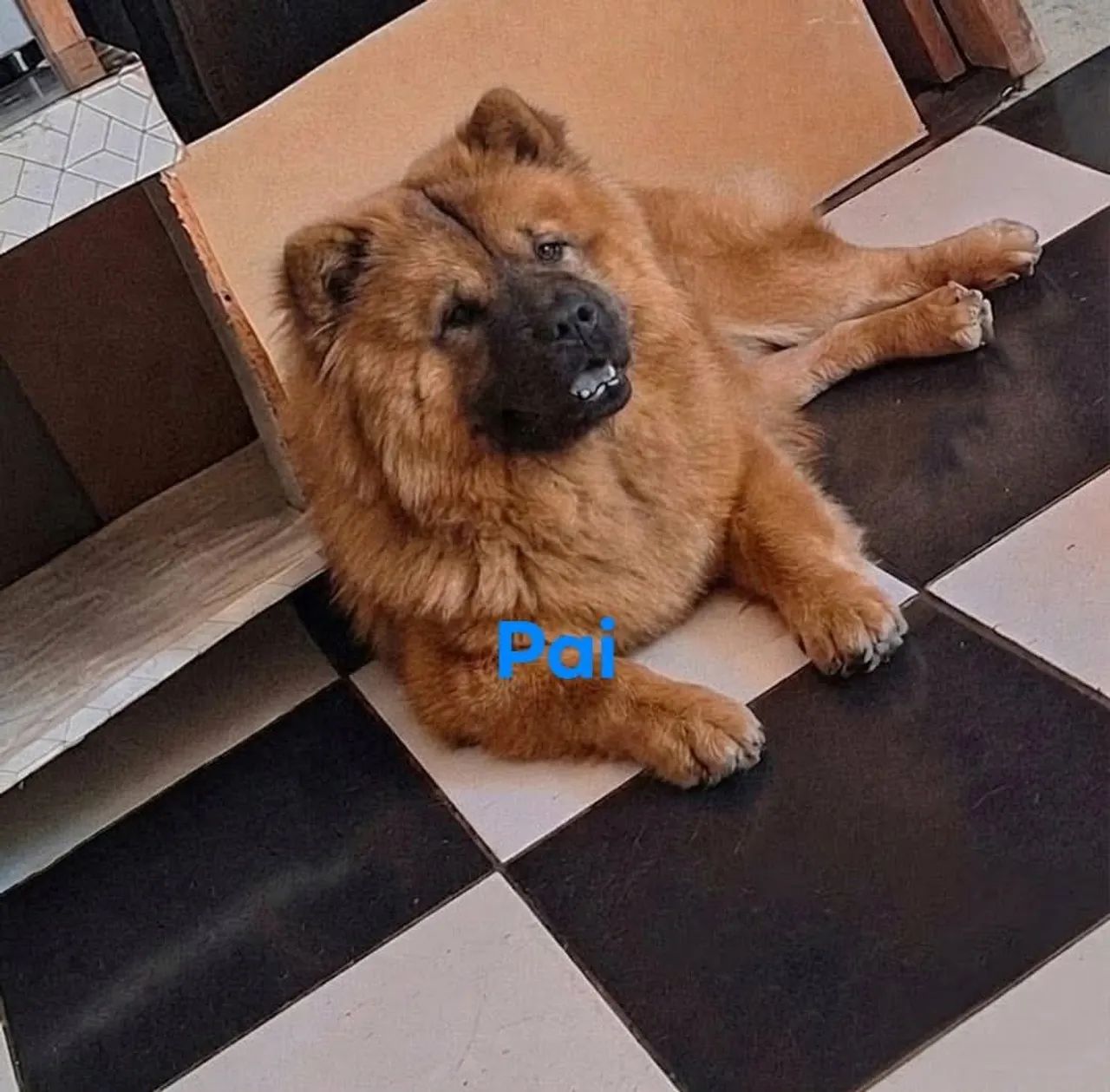 Chow chow - Foto 4