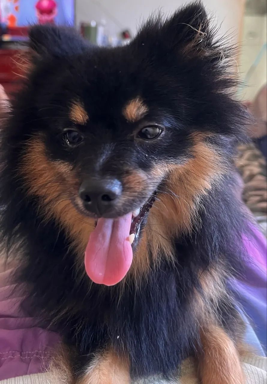 Spitz Alemão  - Foto 2