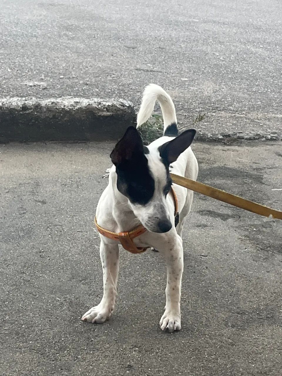 Cachorro  - Foto 5