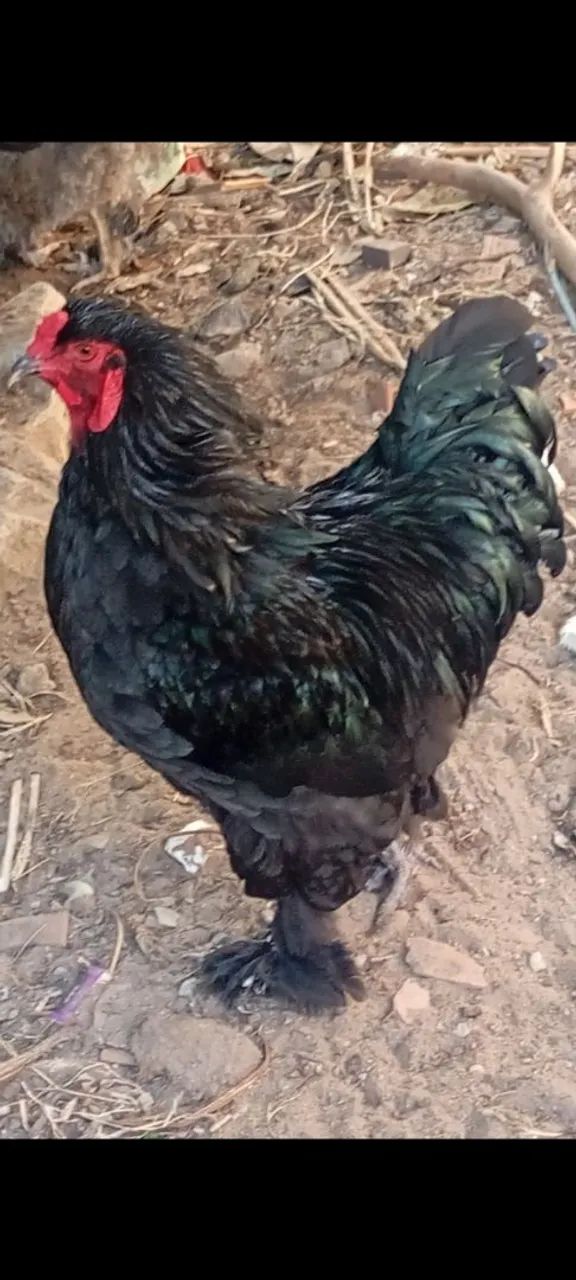 Frangos e frangas , galos e galinhas Brahma ovos Galados da raça brahma  - Foto 6