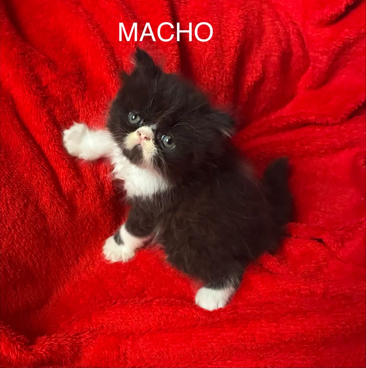 Bebês Gato Persa - Foto 4