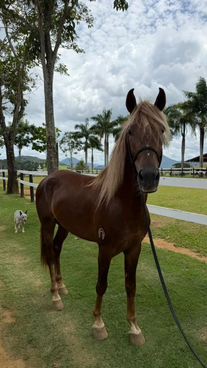 Cavalo Manga Larga Marchador - Foto 3