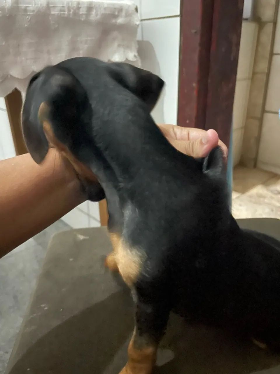 Cachorro PINSCHER  - Foto 3