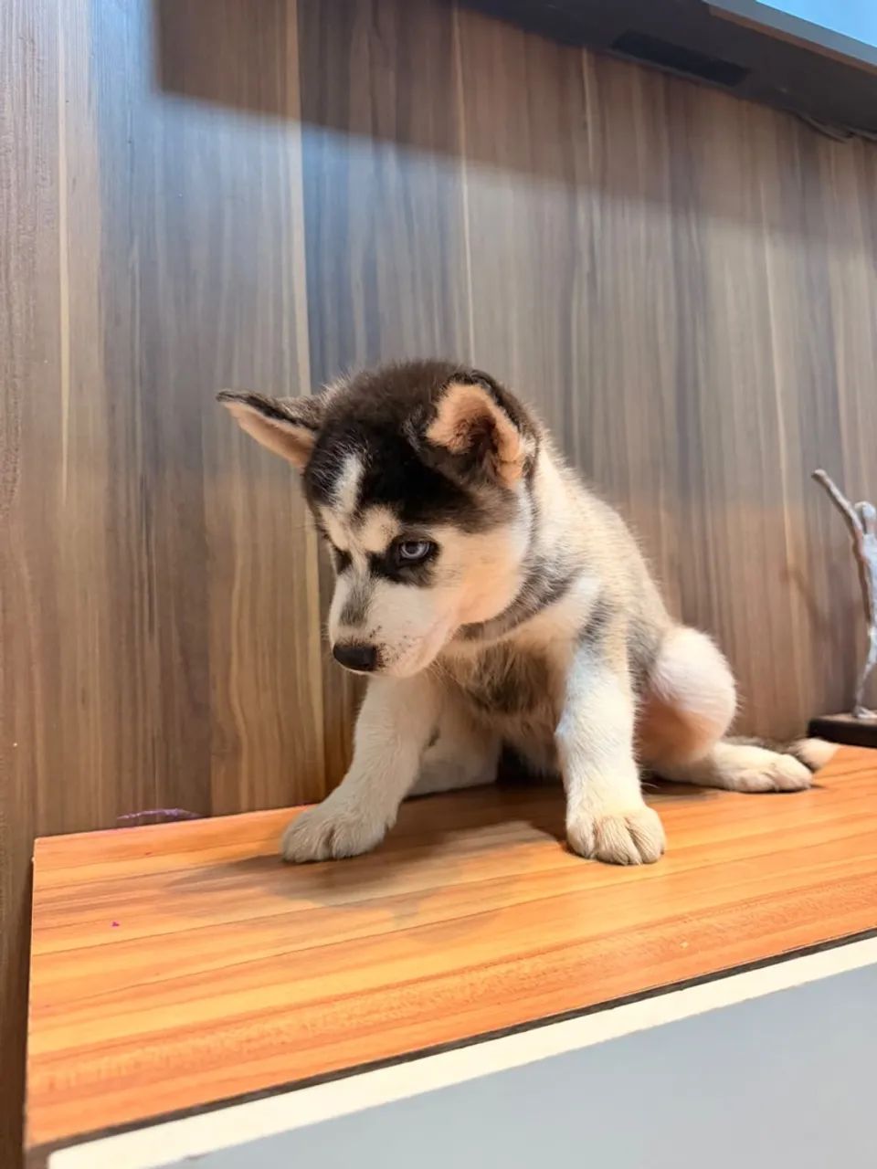 Husky siberiano  - Foto 5