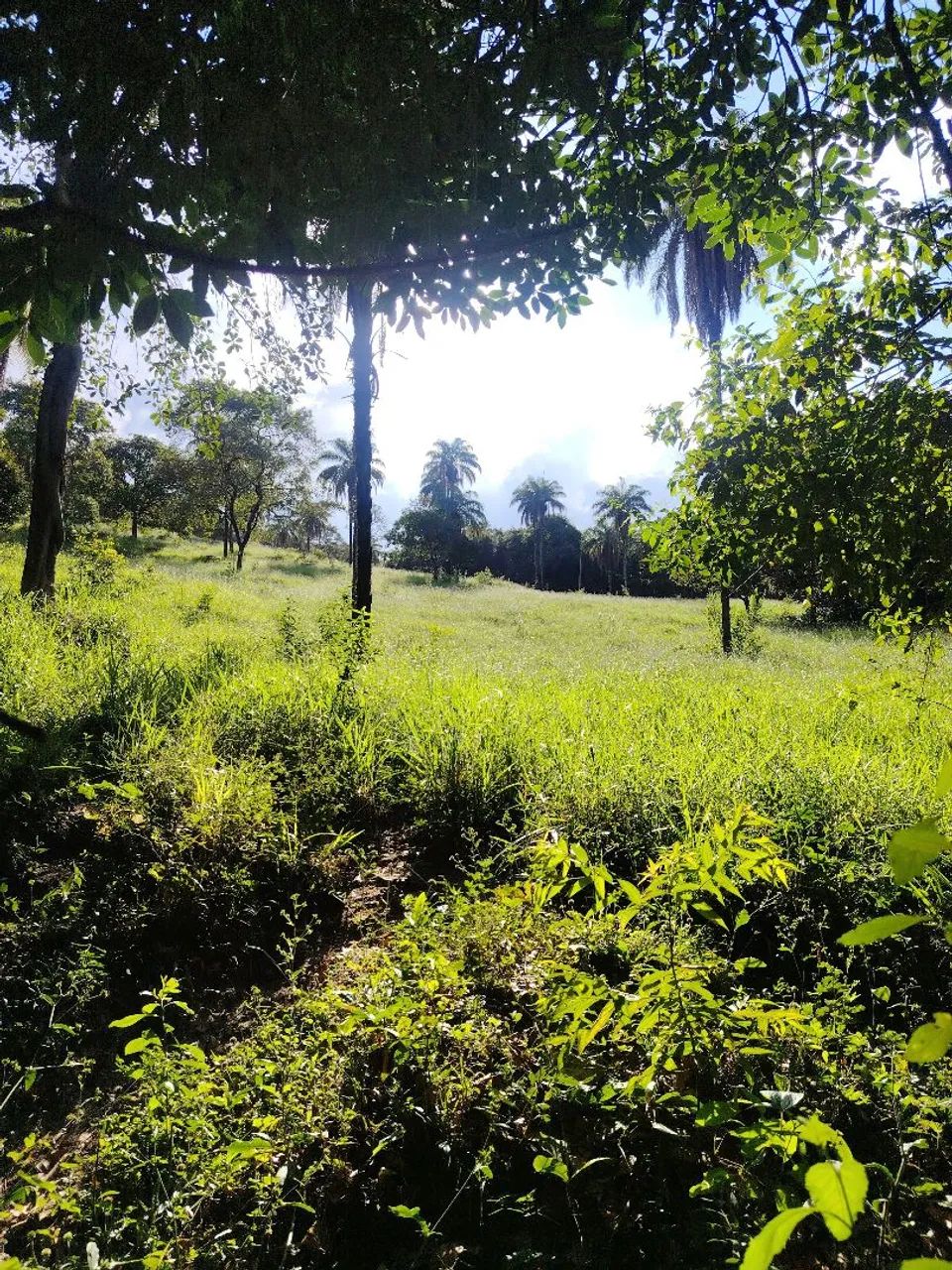 ?Fazenda de 78 Hectares em Itaúna  - Foto 2
