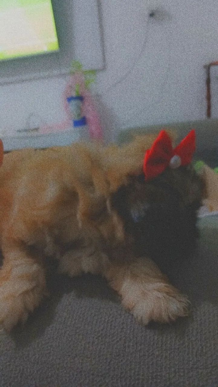 Cachorro  - Foto 5