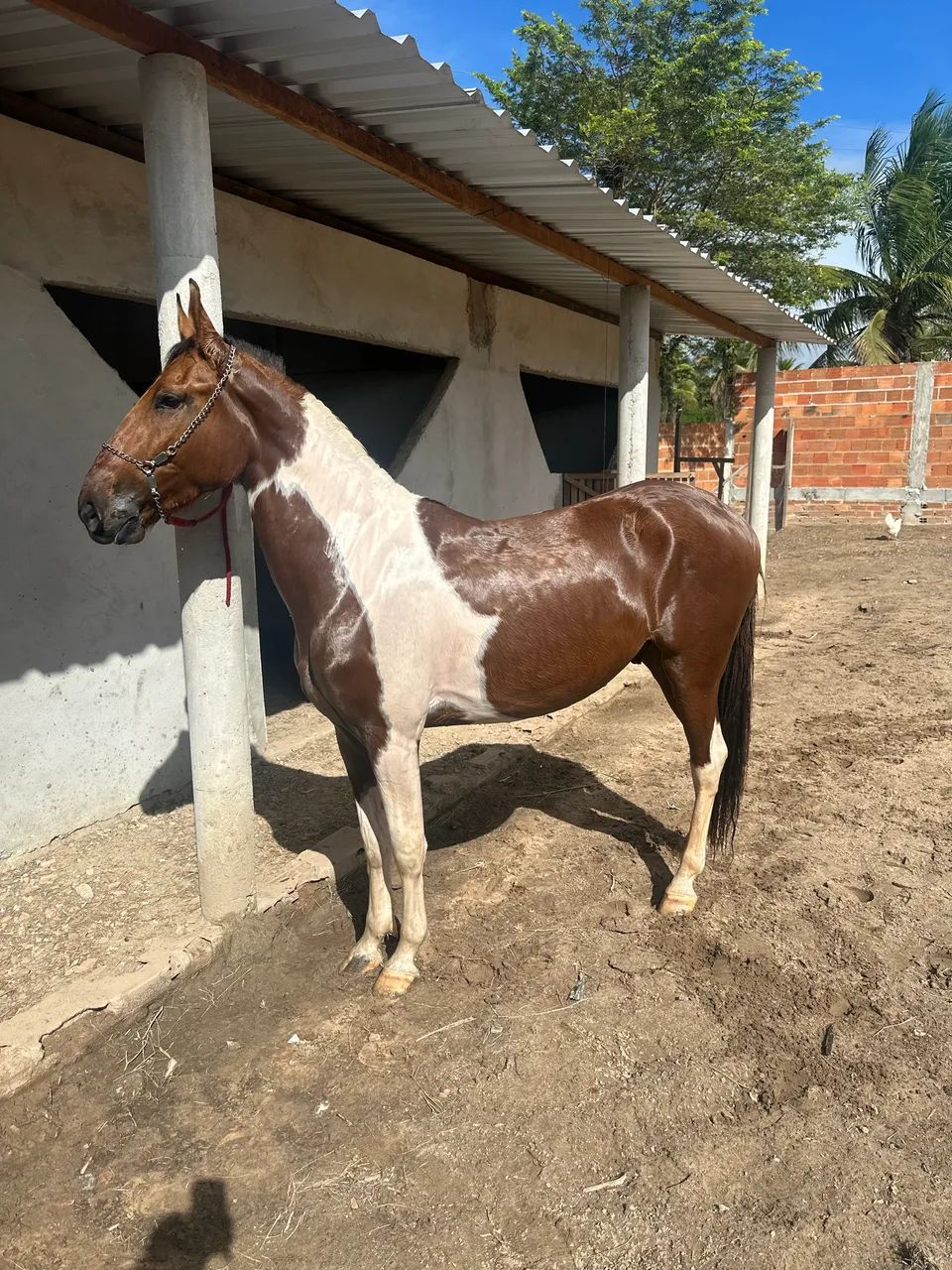 Vendo Potro Pampa - Foto 2