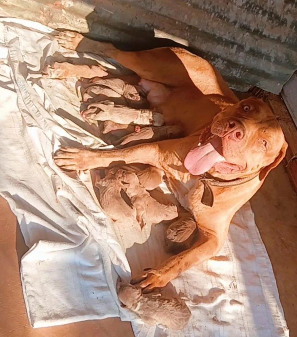 Animais - Foto 3