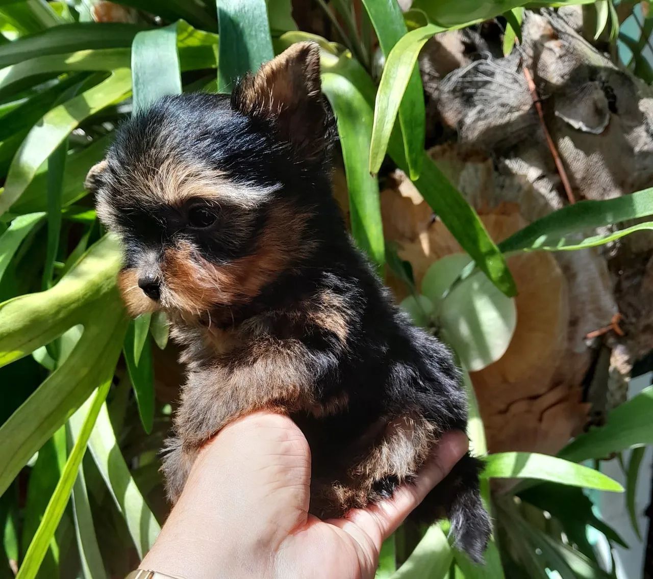 Yorkshire Terrier (machinho)