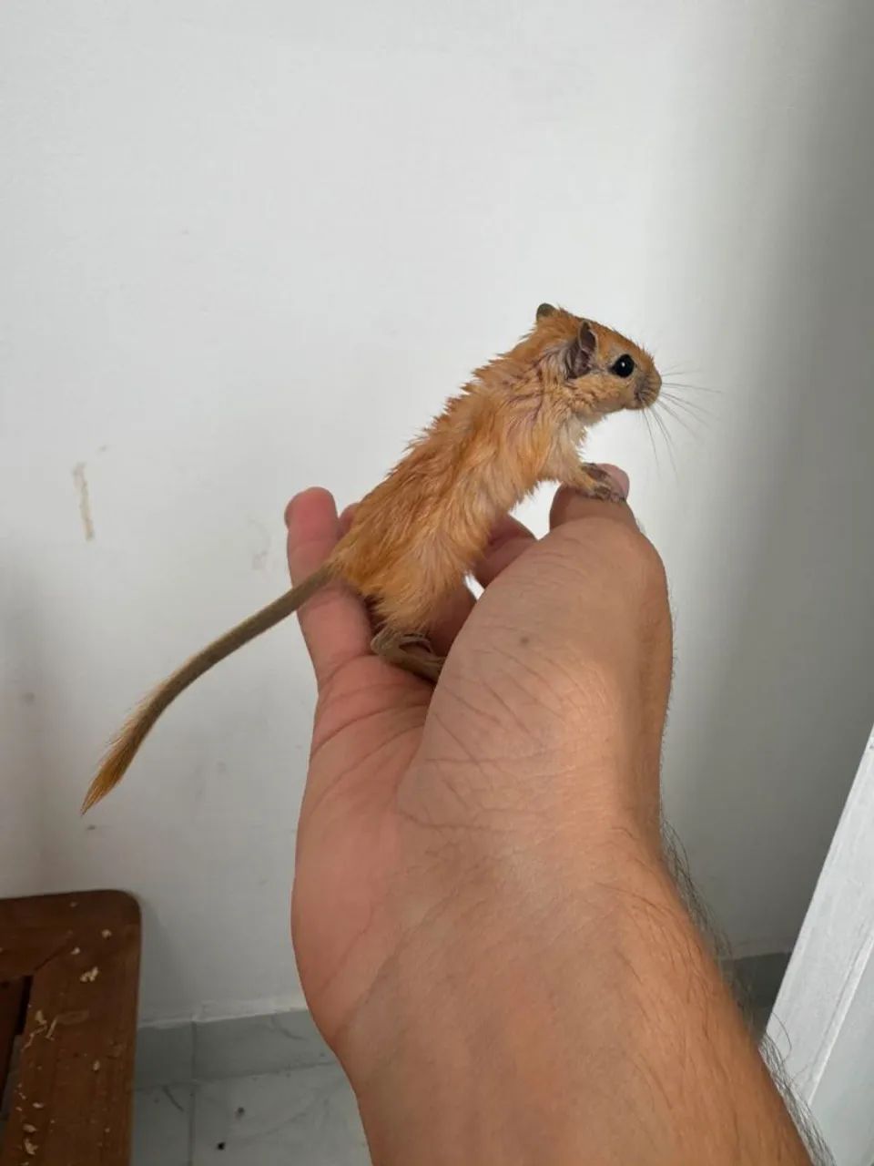 Gerbil ou Esquilo da Mongólia  - Foto 2
