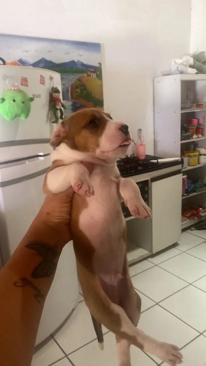 FILHOTE DE PITBULL - Foto 2