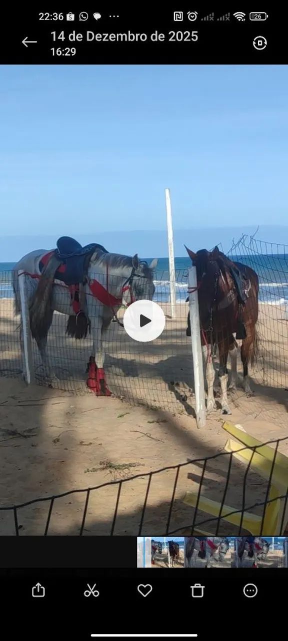 Cavalo inteiro vendo ou troco   - Foto 3