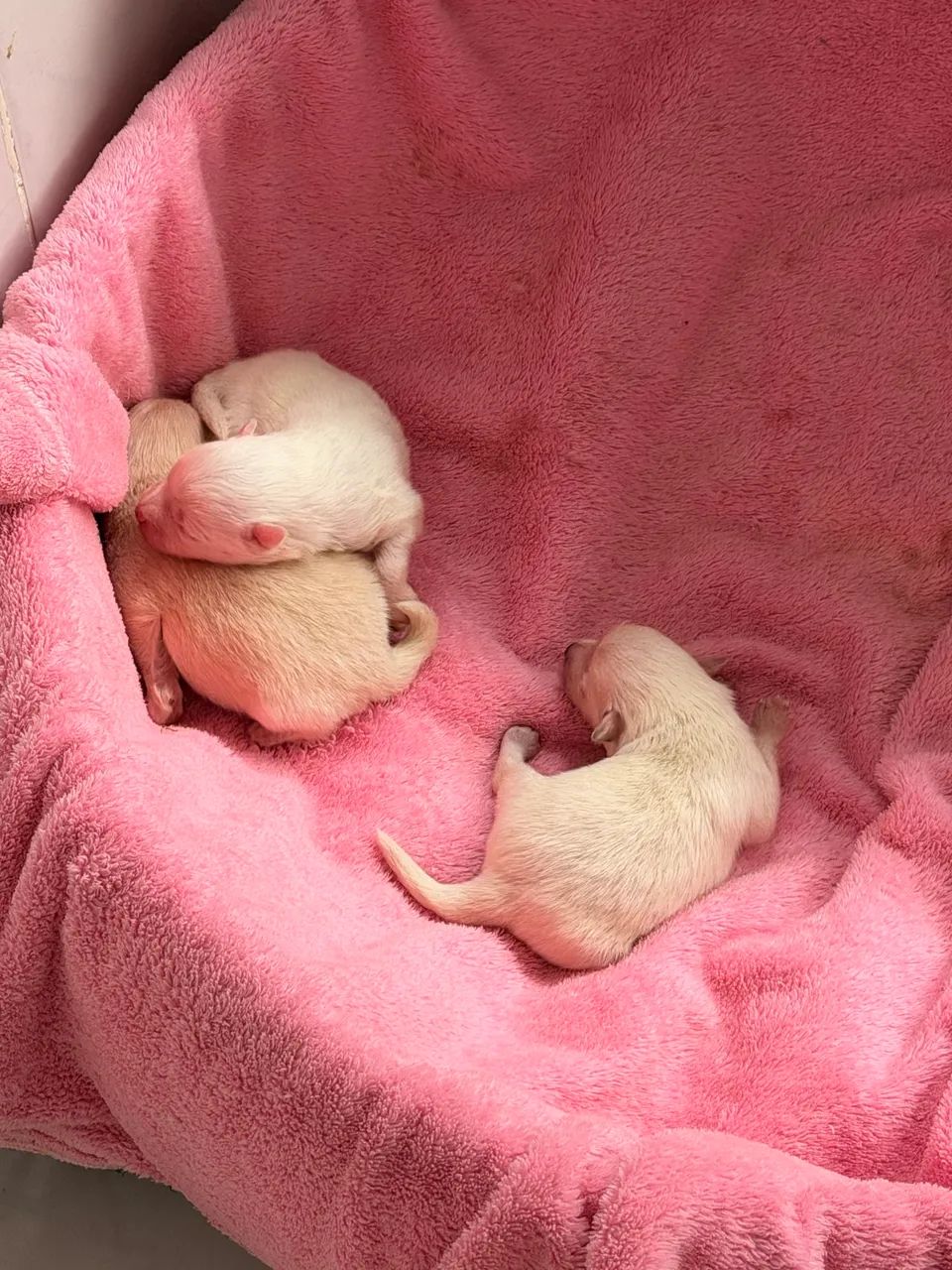Lulu da pomerania  - Foto 3